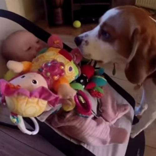 A emoção do beagle Charlie recebendo sua irmãzinha recém-nascida