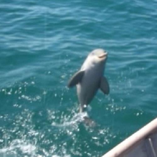 Golfinho preso com uma sacola na cabeça é resgatado por pescadores