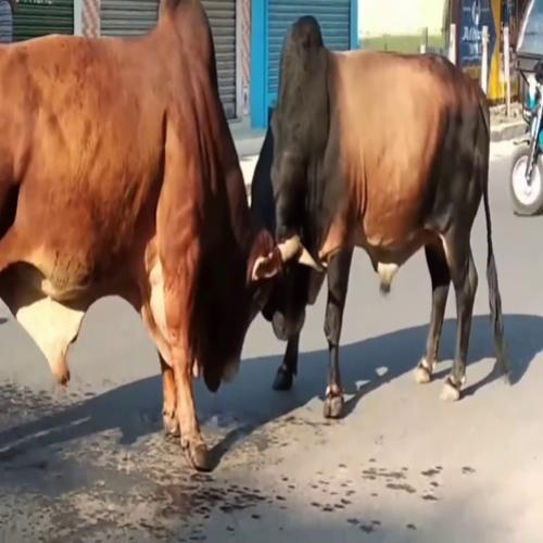 A incrível batalha entre dois touros na Índia