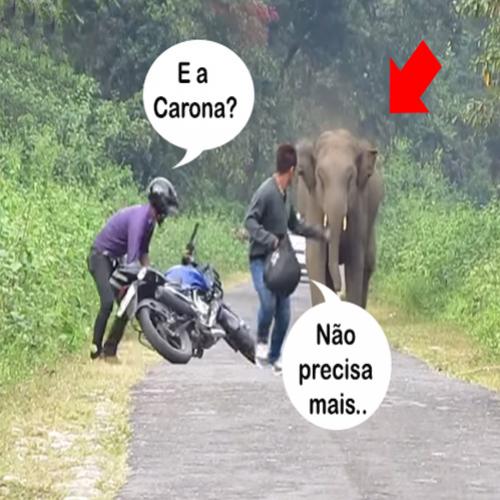 Elefante Raivoso Atacando Motociclistas no Meio da Estrada…