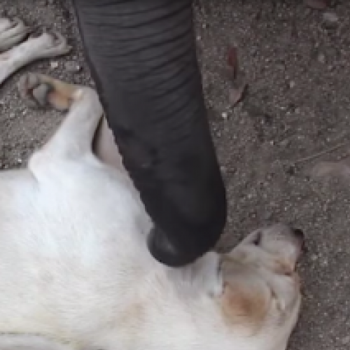 Elefantinho faz de tudo para acordar seu amigo cão