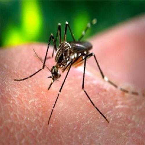 Dengue - Como Tratar e Prevenir