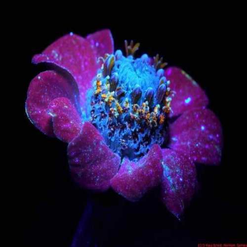 Pigmentos de flores fluorescentes contra doenças