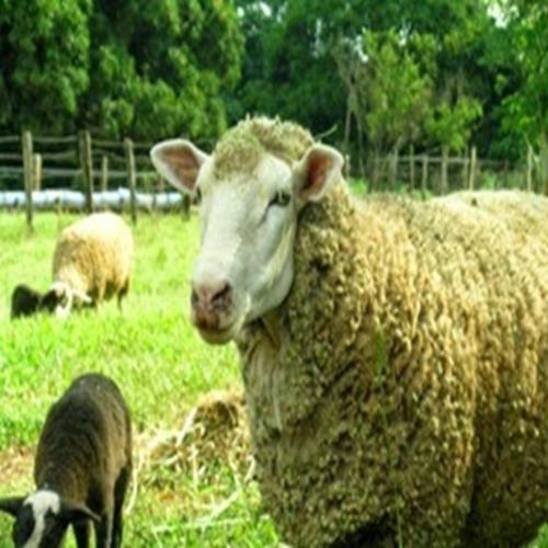 Curiosidades sobre ovelha e carneiro