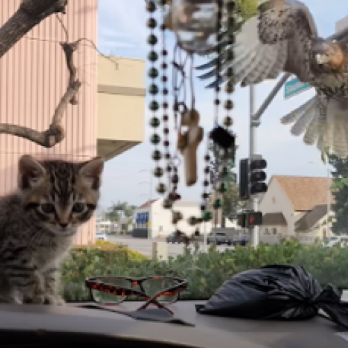 Falcão tenta caçar gatinho que estava dentro de carro