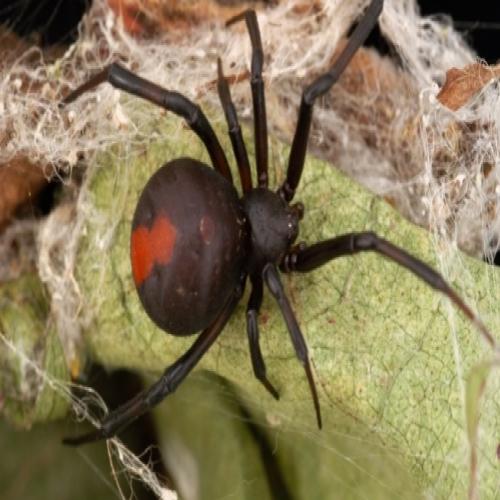 Australiano leva picada de aranha venenosa no pênis pela segunda vez
