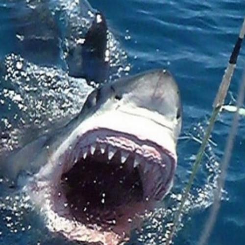 Pescador filma quando é mordido por um tubarão