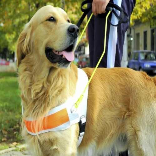 Como são treinados os cães-guia para cegos?