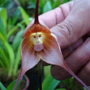 A incrível orquídea com cara de macaco