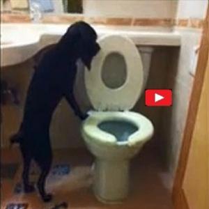 Cão muito educado usa o vaso sanitário e mais