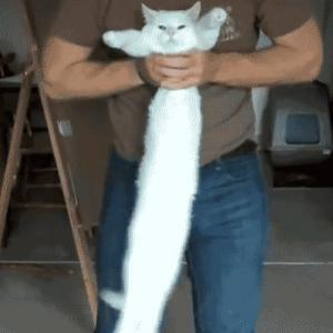 O que ele está fazendo com o gato?