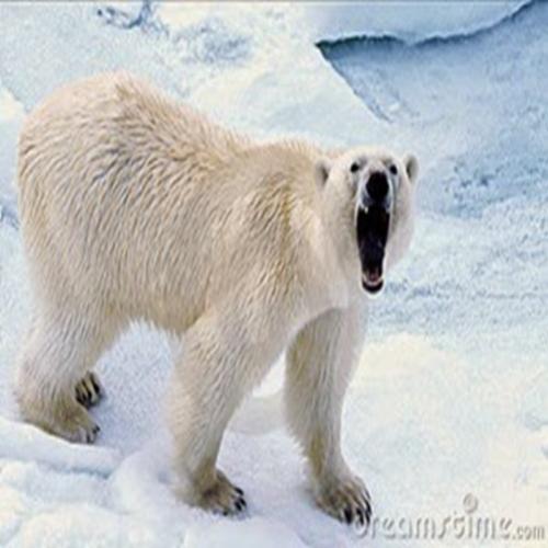 Maior predador terrestre do mundo é o urso polar