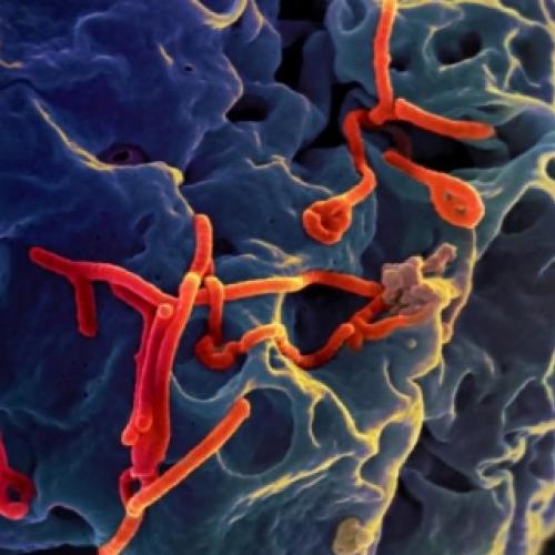 Ebola já matou 2.811 pessoas na África Ocidental, diz balanço da OMS