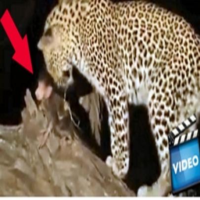 Leopardo caça um macaco e descobre que ele tem filhote. Veja reação!