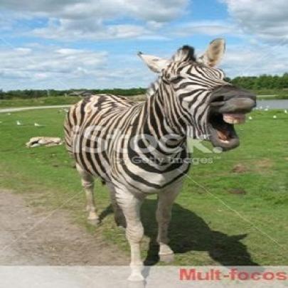 Cientistas descobrem por que as zebras têm listras