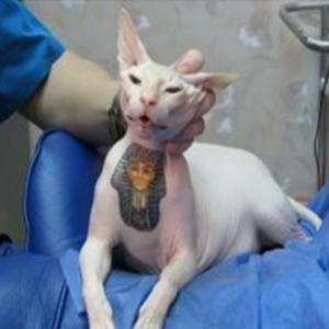 Tatuagens em animais causam revolta na Rússia