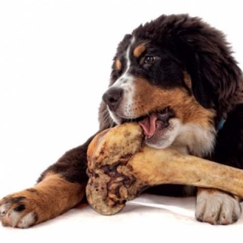 Porque os cachorros roem ossos?