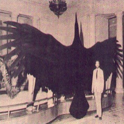 O maior pássaro que já habitou o planeta Terra.