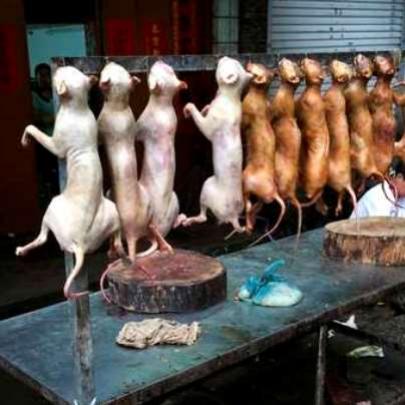 Festival de Carne de Cachorro segue gerando revolta na China; assista
