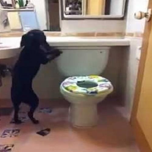 Esse cachorro sabe como usar o banheiro melhor que muita gente por ai