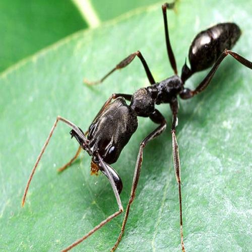 Curiosidades sobre animais - As formigas dormem?