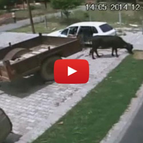 Bizarro: Homem rouba vaca colocando animal dentro de carro popular