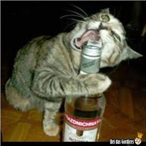 Gato abridor de garrafa