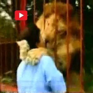 Um verdadeiro abraço de leão