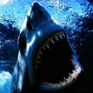 Fotos de ataques de tubarão (imagens fortes)