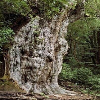 Os mais antigos seres vivos na Terra
