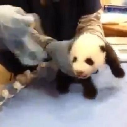 Bebê panda se incomoda com veterinários e tenta falar!
