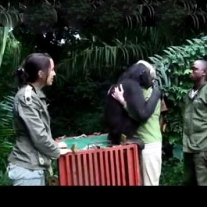 O último abraço de uma chimpanzé em sua cuidadora e salvadora da morte
