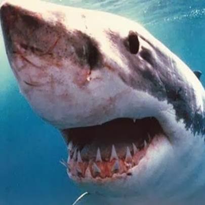 Um homem morreu após ter sido atacado por um grande tubarão branco