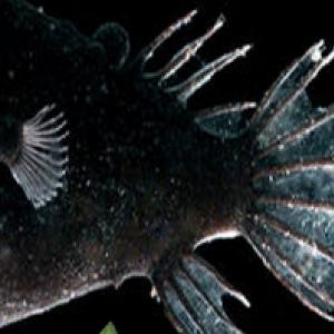 Conheça os horríveis e incríveis peixes pescadores das profundezas