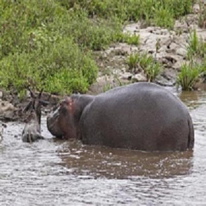Incrível! Hipopótamo Salva Filhotes de Gnu e Zebra (Vídeo)