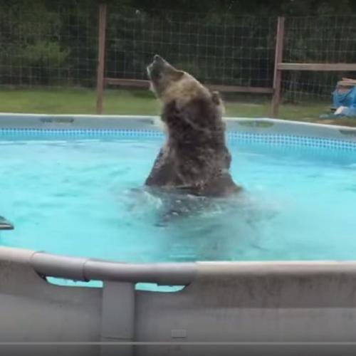Um urso de estimação que adora uma piscina