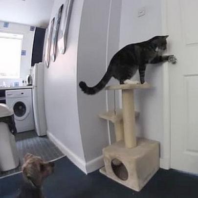 Câmera flagra gato fazendo algo que nunca faz na presença de humanos!