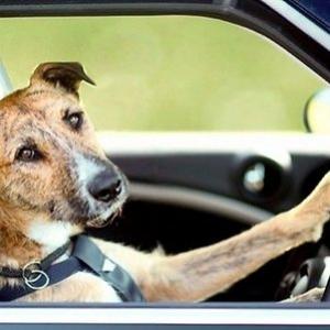 Cachorros também podem dirigir?
