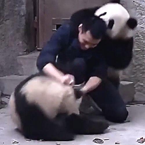 Ursos Pandas atacam tratador pra tentar ficar livres da temida...