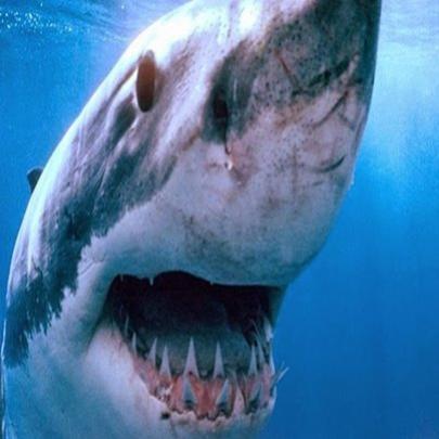 Biólogos australianos capturam tubarão branco gigante