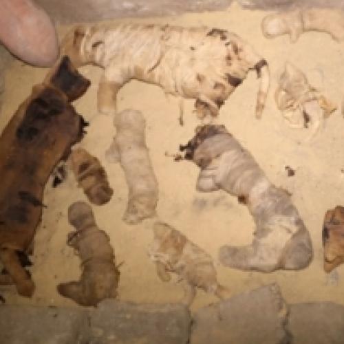 Arqueólogos descobrem dezenas de múmias de gato em um antigo túmulo eg