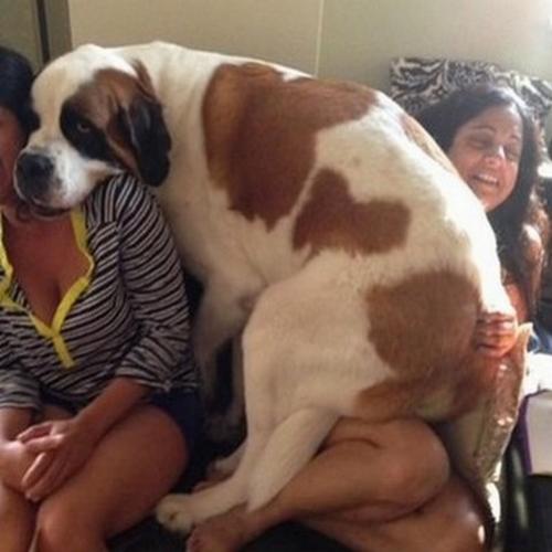 20 cães grandes que não se deram conta que não cabem mais no colo
