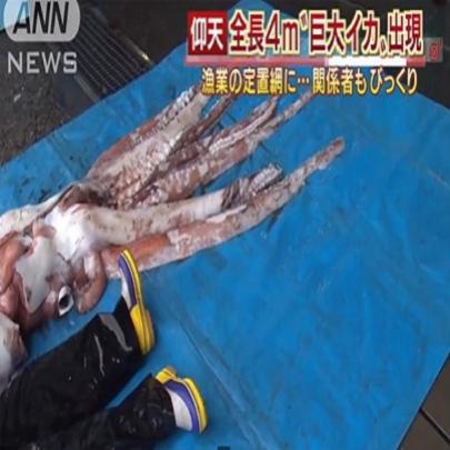 Lula gigante de 4 metros é capturada viva no Japão!