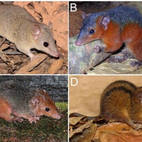 Cientista descobre quatro novas espécies de mamíferos no Brasil