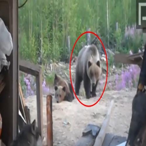 Morre atacado por urso e filma seus últimos segundos 