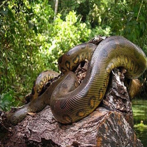 A sucuri, também conhecida como anaconda, é a maior cobra da fauna bra
