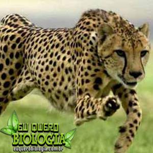 Medindo a incrível velocidade de um guepardo caçando