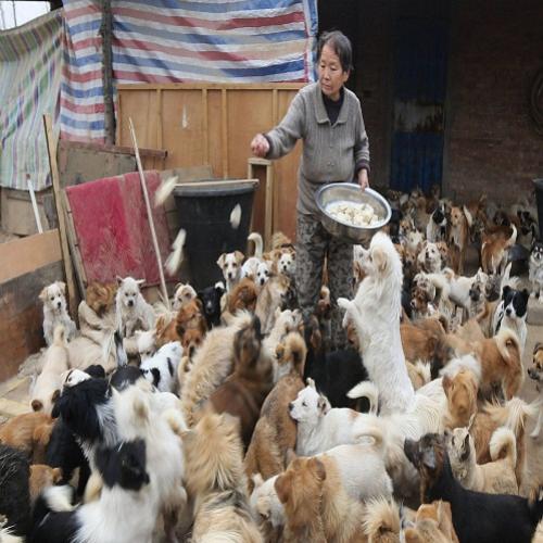 Idosas chinesas acordam às 4:00 todos os dias para cuidar de 1300 cães