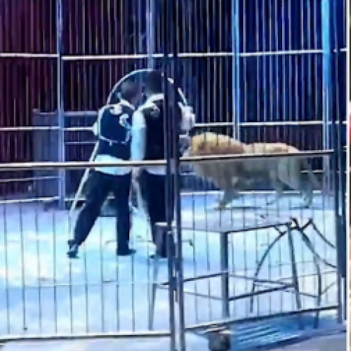 Leões de circo fogem na China e causam pânico na plateia