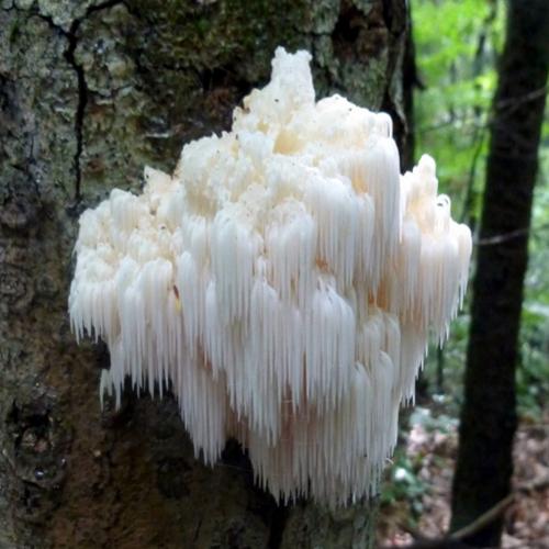 Do fantástico ao estranho: conheça nove espécies de fungos totalmente 